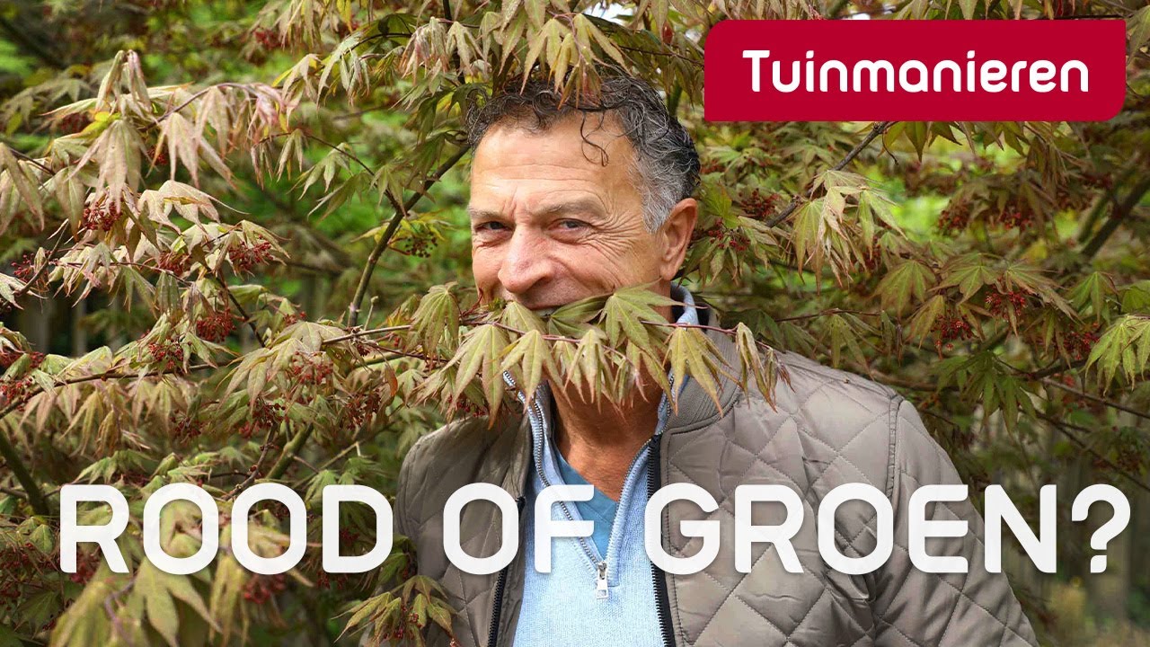 Boom voor een kleine tuin? De Japanse esdoorn | Tuinmanieren