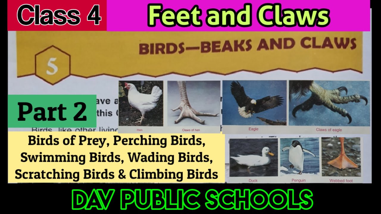 DAV class 4 Science Chapter 5 Beaks and Claws