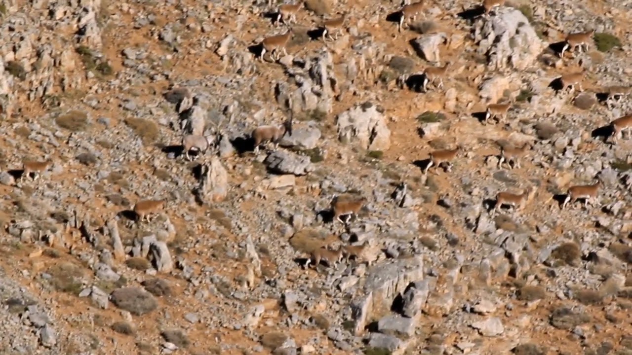 Yabanke&ccedil;isi / Wild Goat /&nbsp;Capra aegagrus