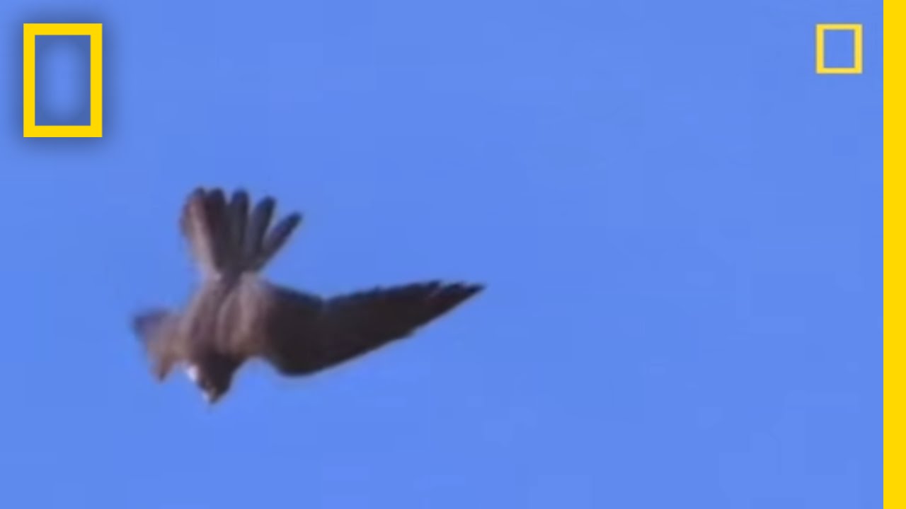 High-Velocity Falcon | National Geographic