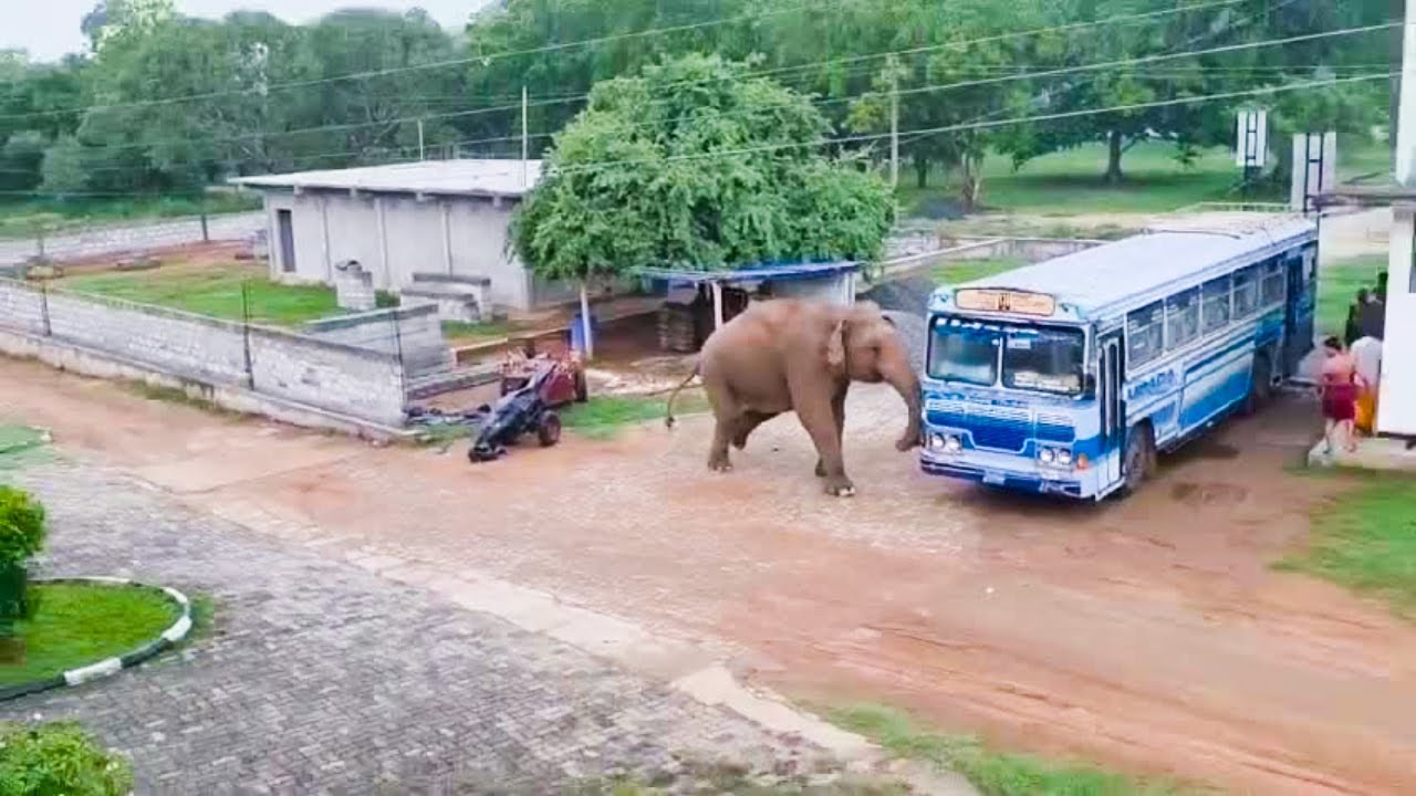 Wild elephant becomes aggressive after visiting temple Elephant Soul