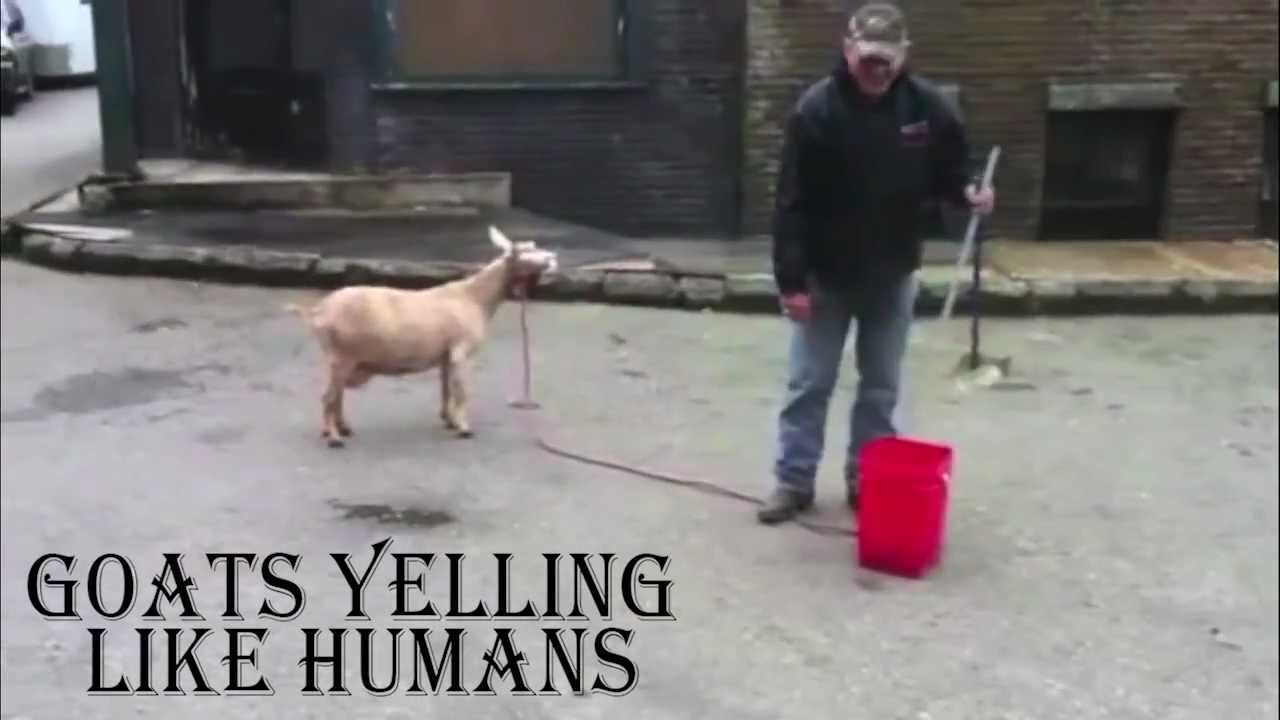 Goats Yelling Like Humans and Humans Yelling Like Goats