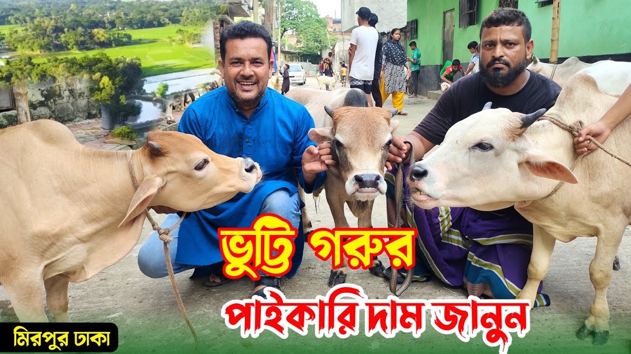 2025 কোরবানির ভুট্টি গরু এখন রাজধানী ঢাকায়! দাম কত জানতে পারবেন! cow price in Bangladesh
