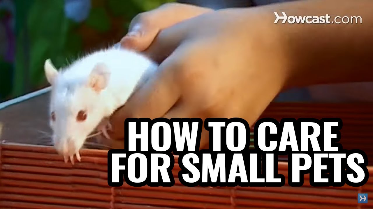 Pet Care Tips For Small Animals