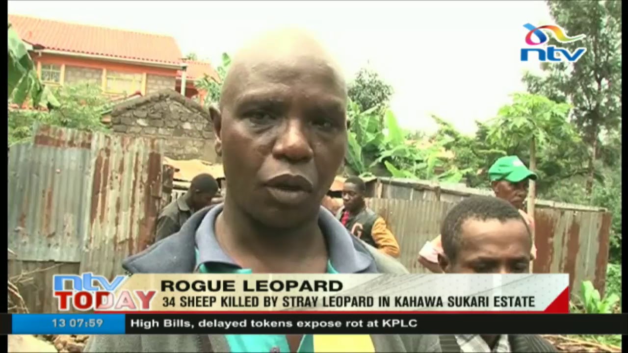 Stray leopard kills 34 sheep in Kahawa Sukari