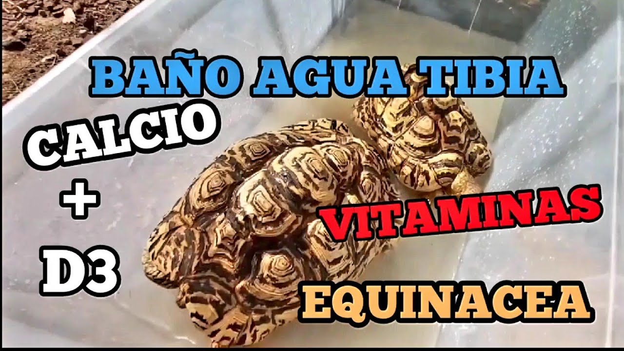 Tortuga de Tierra Baño agua Tibia calcio, Multivitaminico,Equinacea para las S.Pardalis