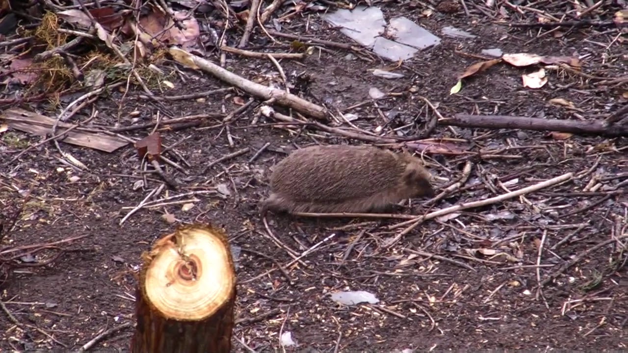 Making a Hedgehog nest