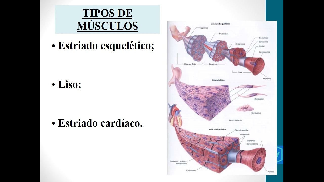 Miologia - Estudo dos Músculos Em Anatomia Animal | Medicina Veterinária, Zootecnia, Agronomia
