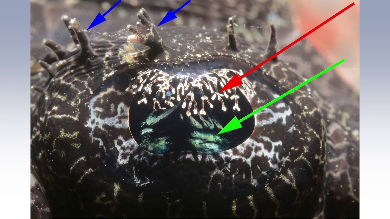 Crocodilefish by David Heidemann