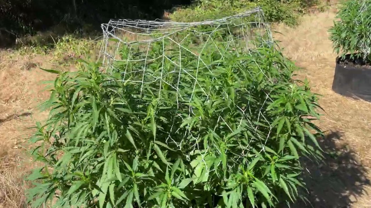 2022 outdoor weed grow