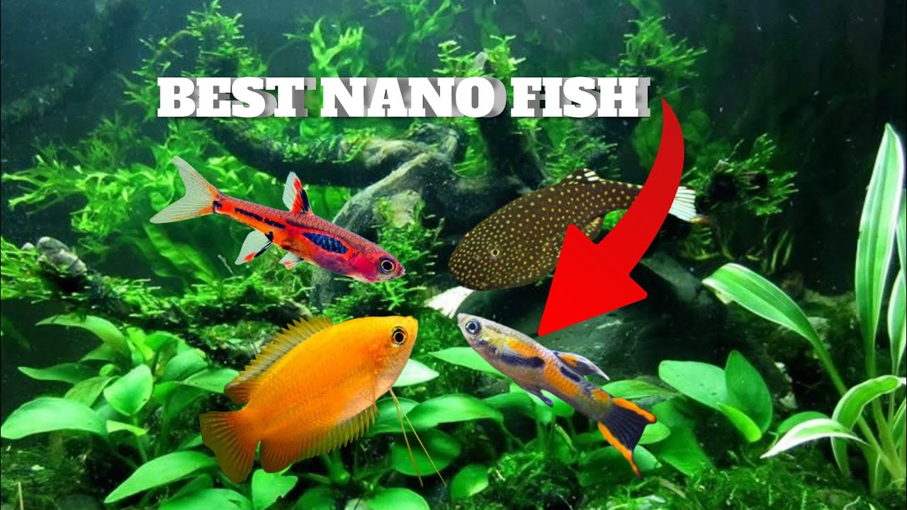 Top 10 best nano fish
