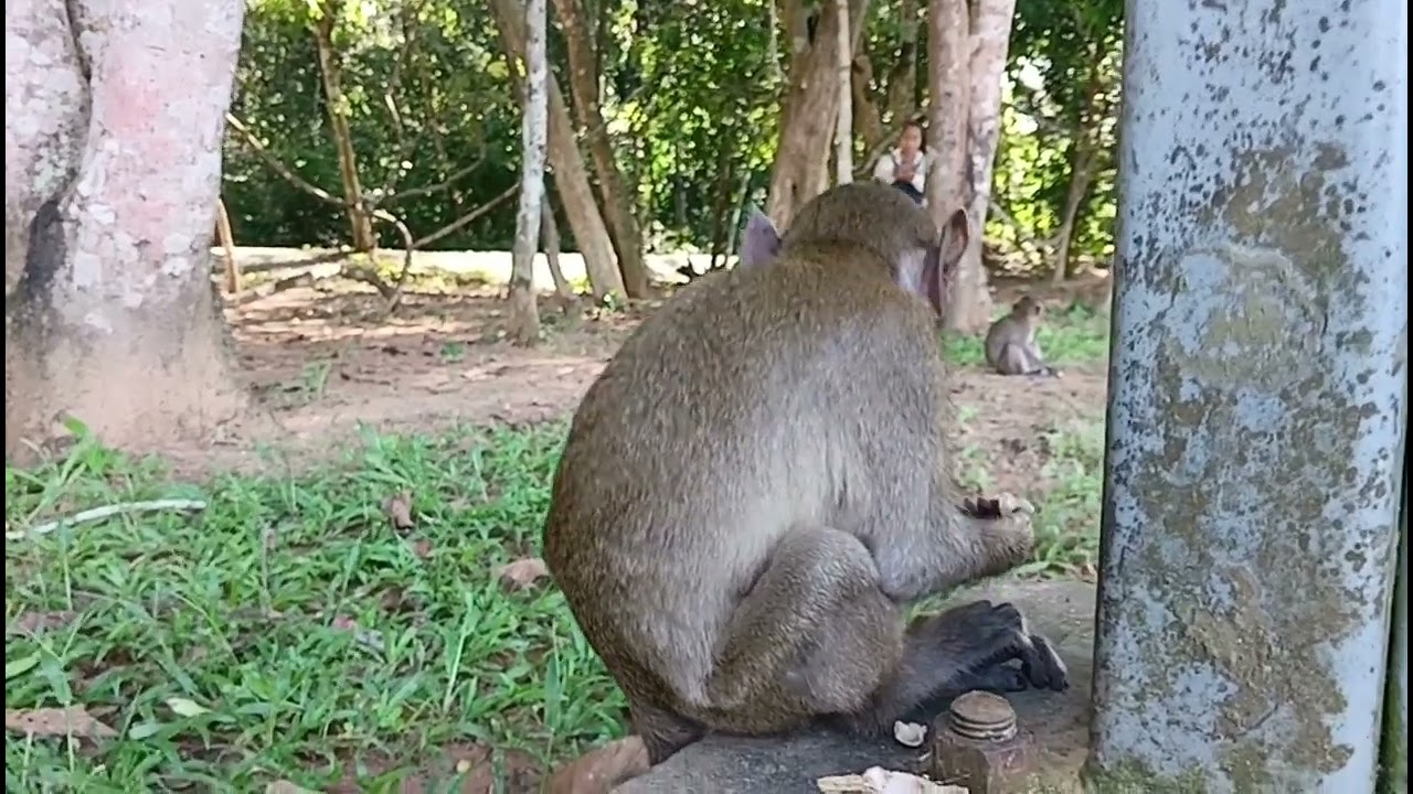 Baby Monkeys Playing & Learning | Cutest Monkey Moments Ever!