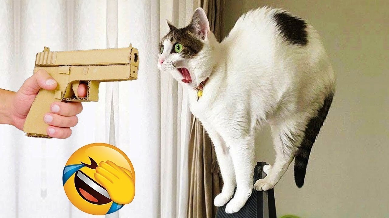 Diese Tiere bringen dich 2025 zum Lachen &ndash; Unfassbar lustig! Teil 42