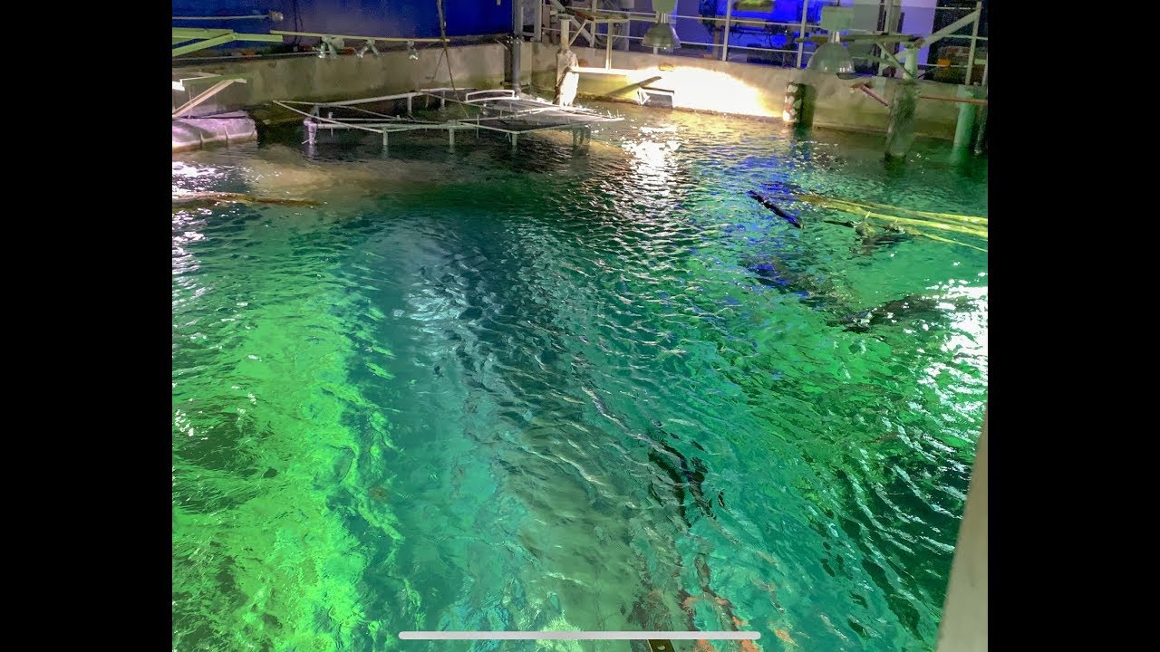 The Newport Aquarium... Close up and Behind the Scenes