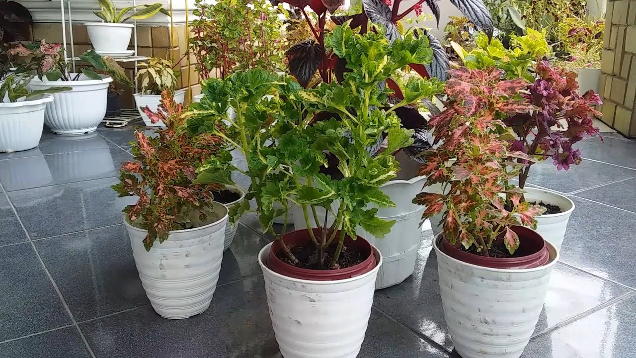 COLEUS PLANT look more beautiful with a good vase position | COLEUS PLANTS CARE