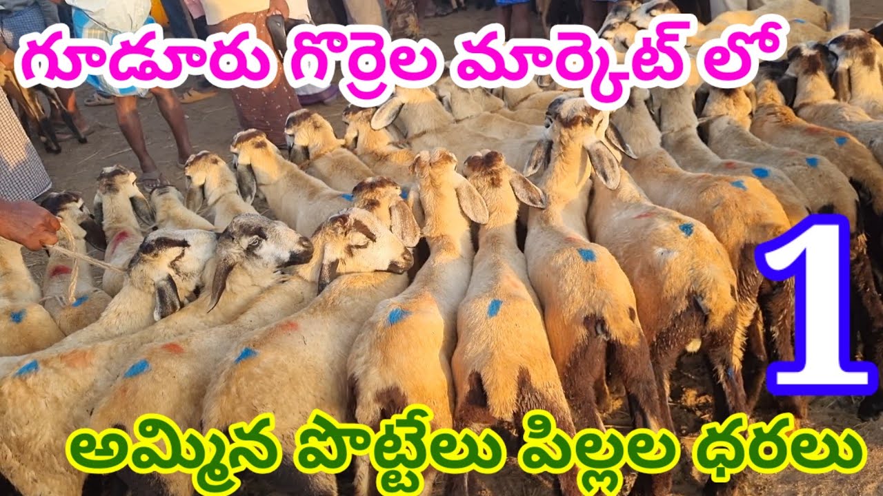 Gudur sheep market Today 13 2 2026 గూడూరు గొర్రెల మార్కెట్ ##market #sheepfarming #sheep #goat