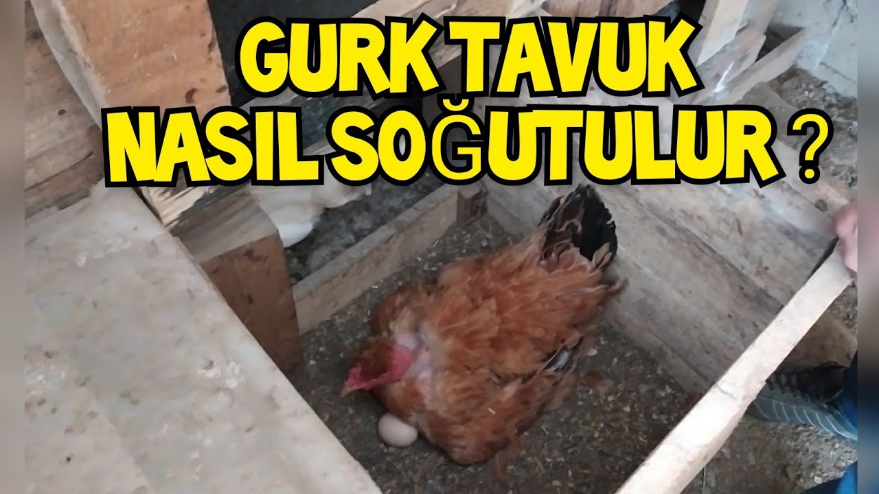 GURK TAVUK Nasıl Soğutulur / Vazgeçirilir ? ❗Hobi Amaçlı Gezen tavuk Yetiştiriciliği..
