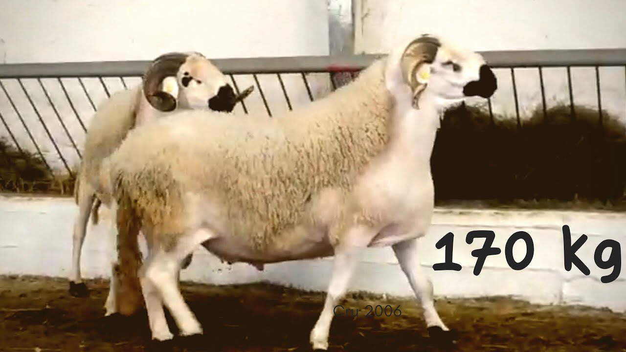 شاهد صراع اكبر حوالا في المغرب كاينين عند الاخوان خليل كوزنو 170 كلغ