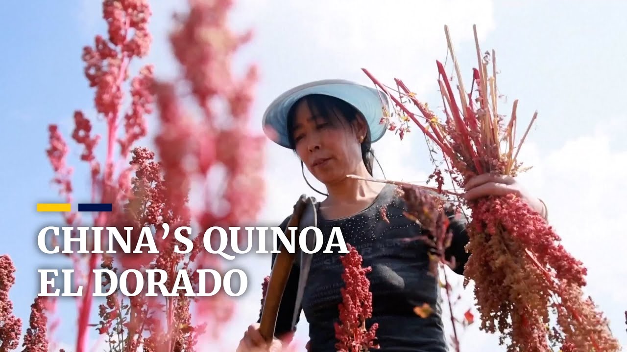 China&rsquo;s quinoa farmers rake in profits amid demand for South American superfood
