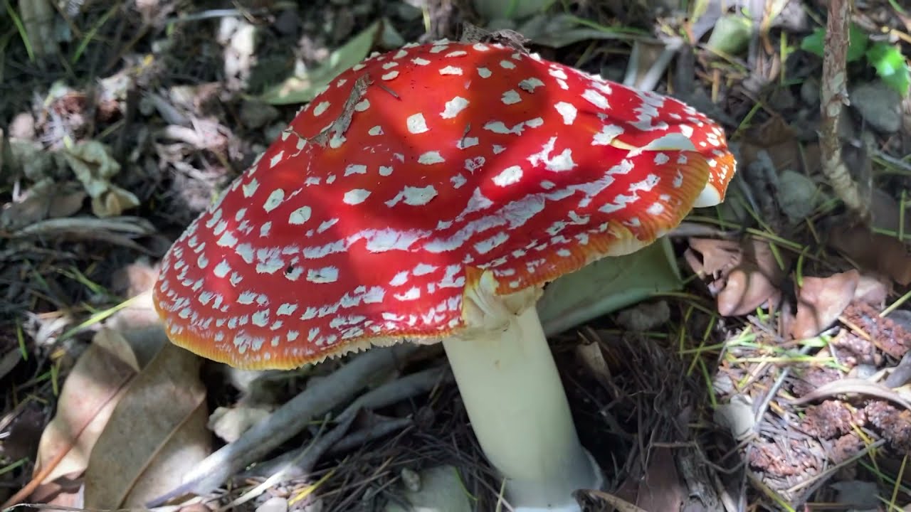 Astonwood Gardens walk and a GIANT (Fly agaric)