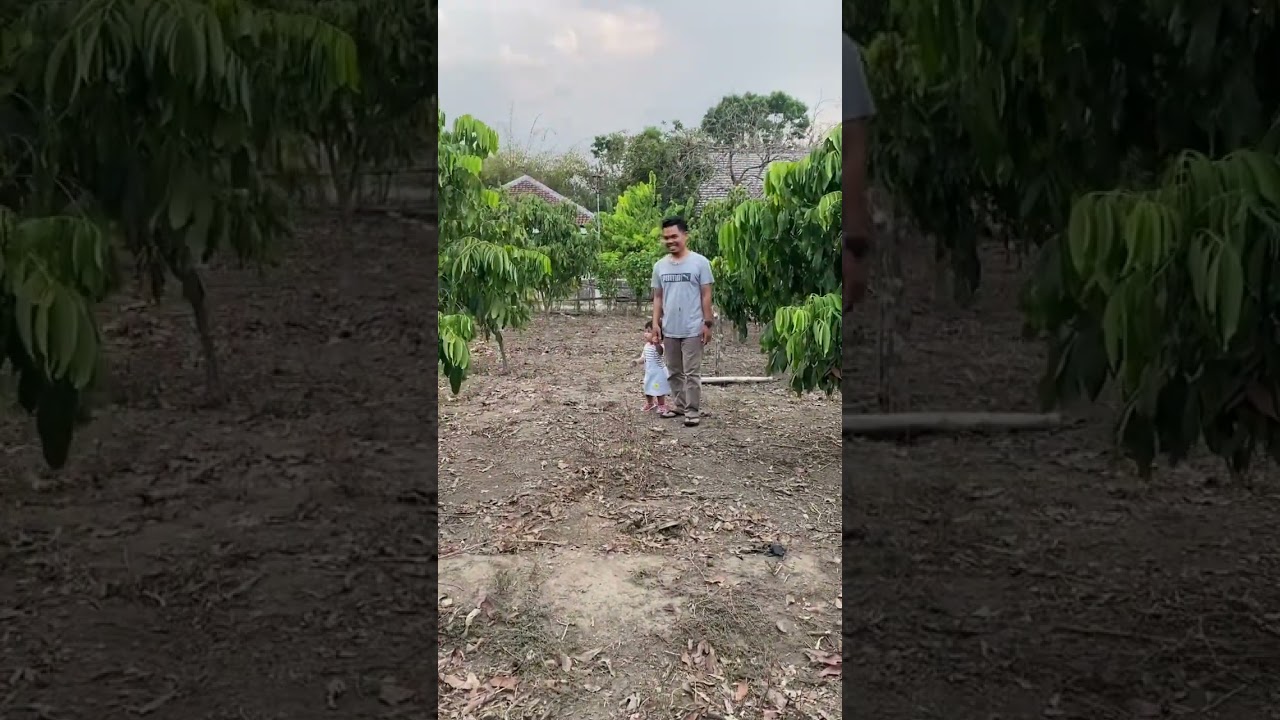 Kebun kelengkeng New Kristal super bagus #petani #kelengkeng