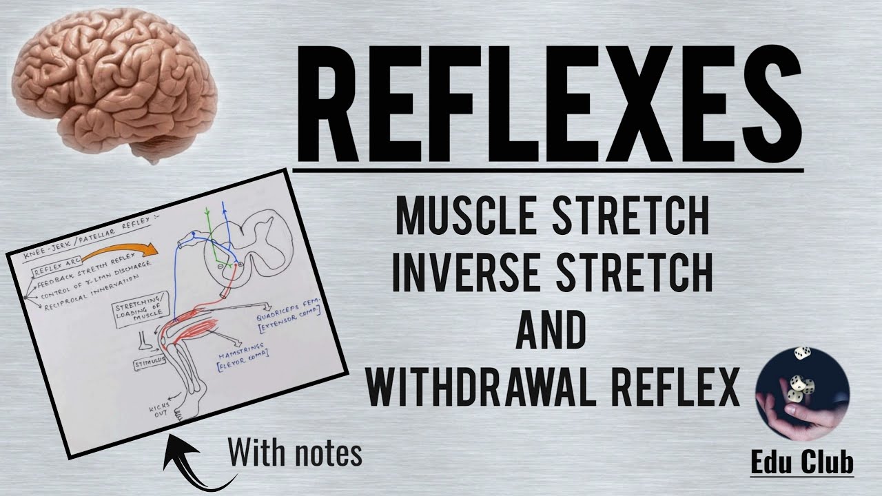 Reflexes || Muscle Stretch, Inverse Stretch and Withdrawl Reflexes