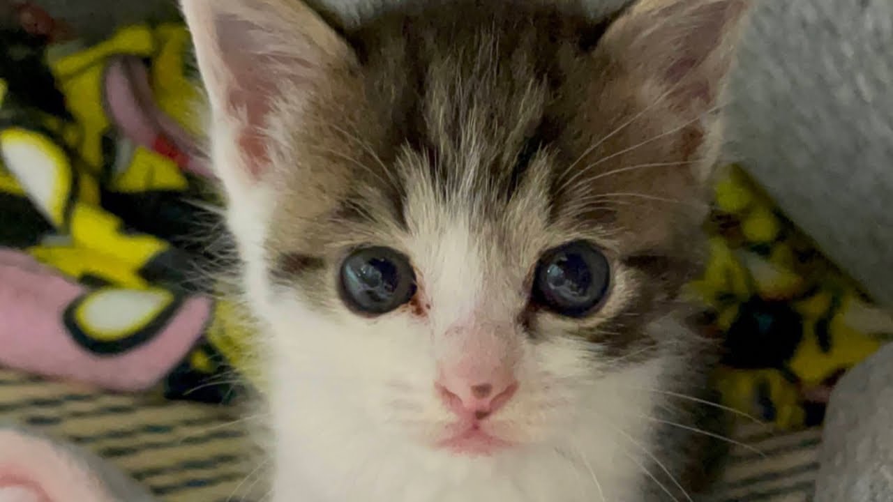 あのにゃんは今…？！大人気子猫ゆずもちちゃんのその後