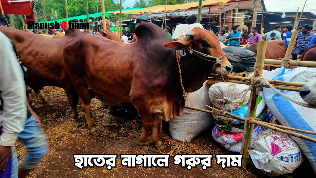 রাজধানীর পোস্তগোলা 🔥শ্মশানঘাট গরুর হাট ২০২৫ 🔥 Eid Ul Adha 2025 || qurbani cow  Bangladesh