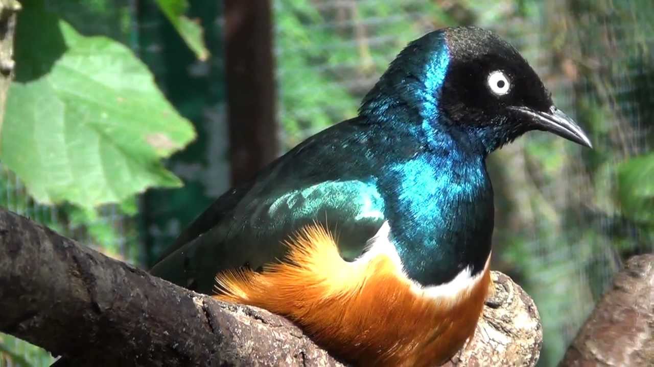 superb starling sings