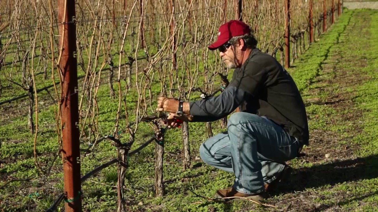 Cane Pruning - Spanish