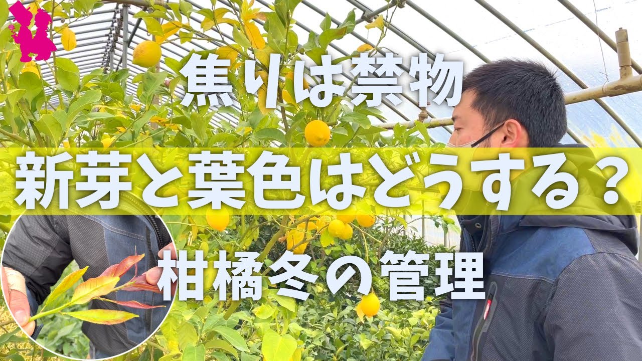【それ間違いかも】カンキツ類の冬の管理を生産農家が教えます