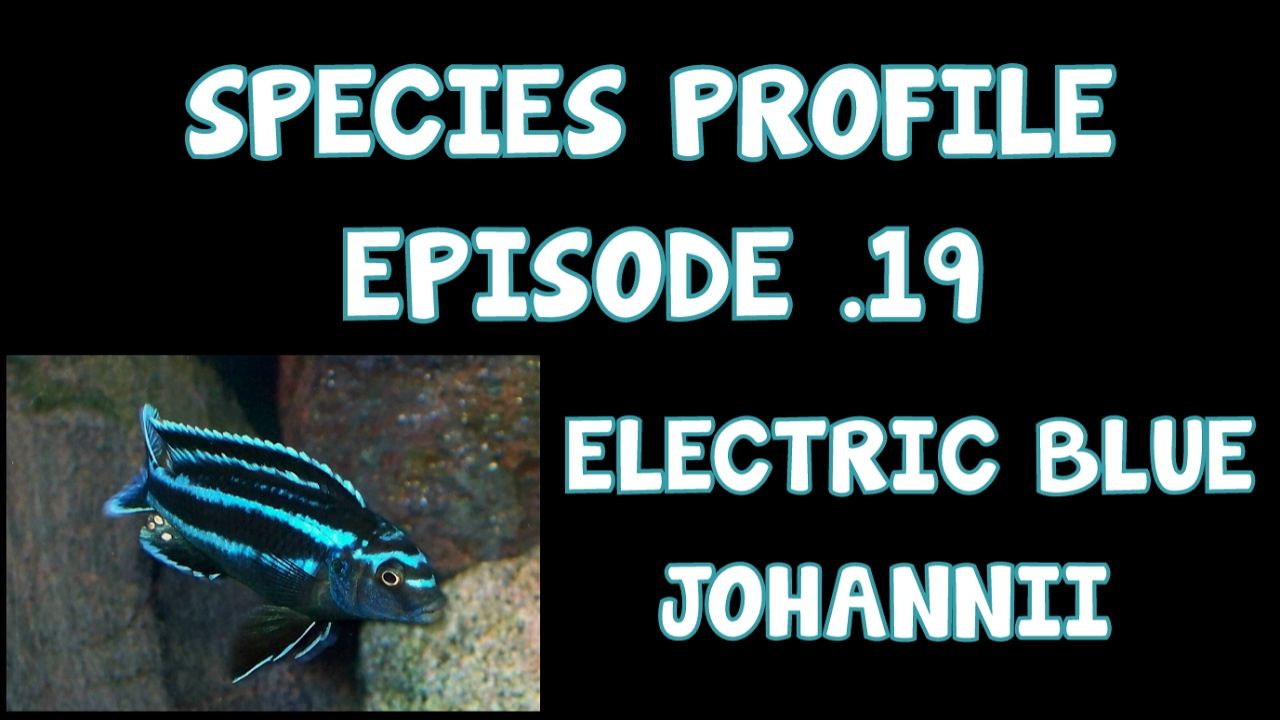 AFRICAN CICHLID│SPECIES PROFILE│ELECTRIC BLUE JOHANNII│EP19