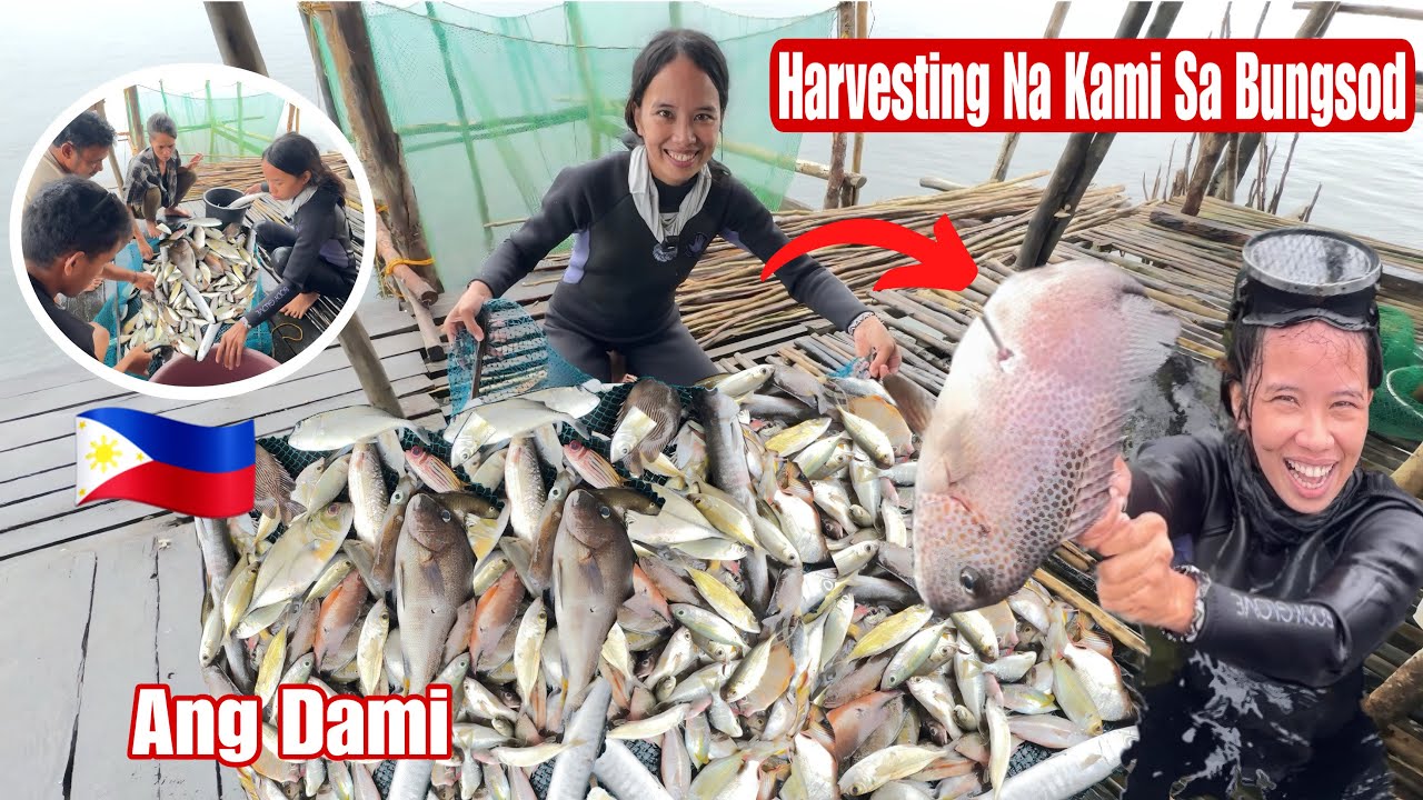 Bagong Harvest Palang Sa Bungsod Ganto Na Agad Kadami Ang Kuha😇