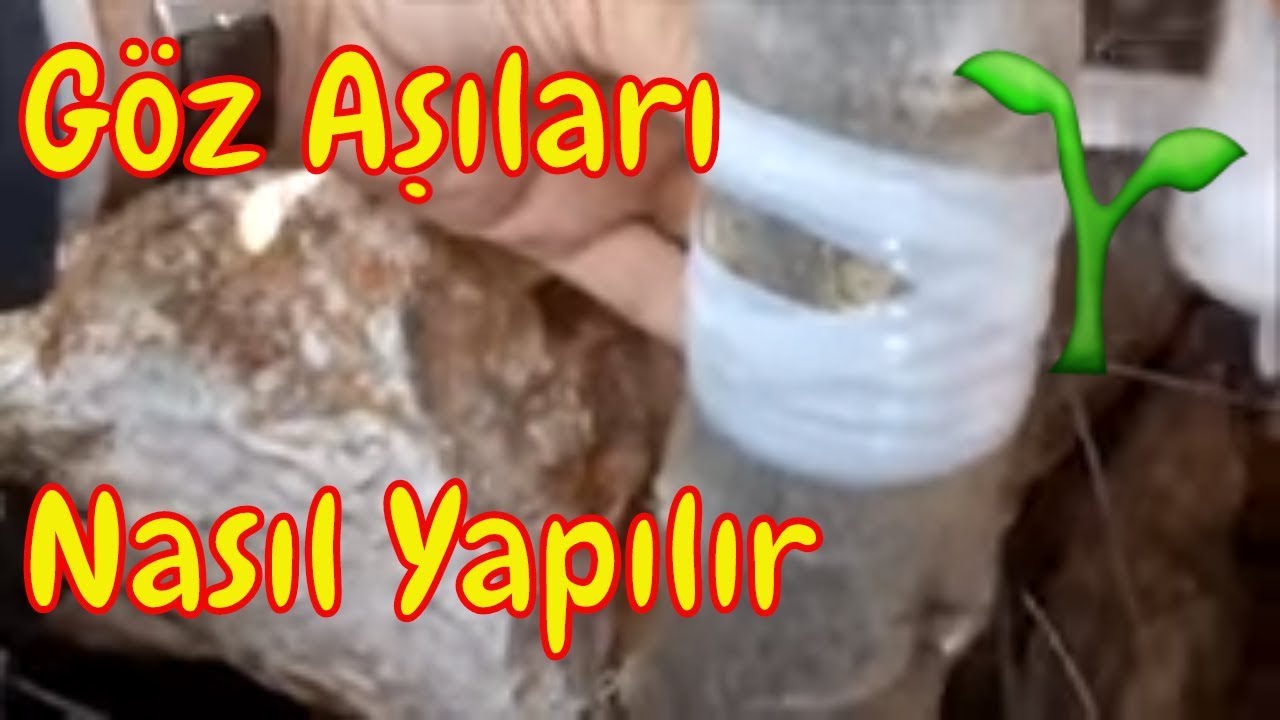 Göz Aşısının Tüm Çeşitleri Tek Videoda (Zeytin Uygulaması)