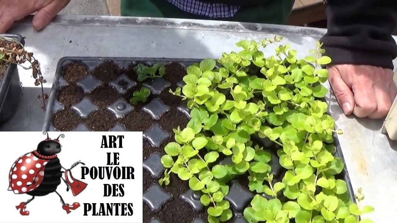 Jardinage:Comment  Bouturer un lysimachia nummularia: Plante vivace