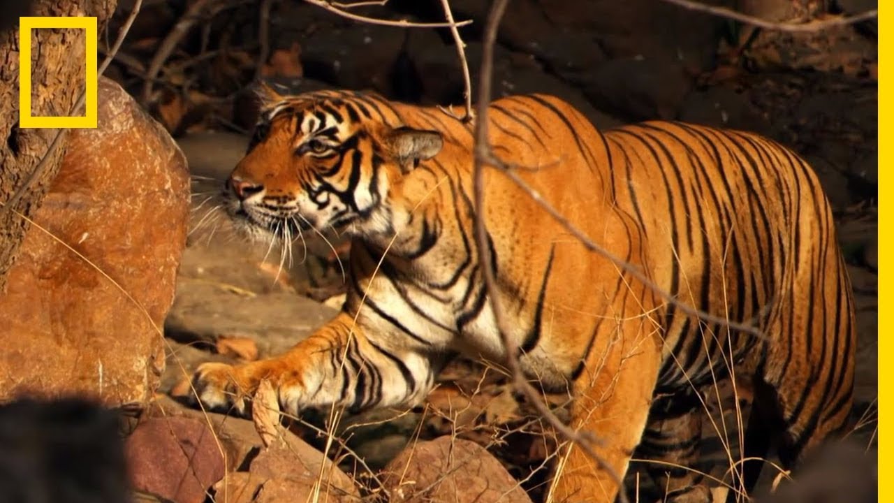 Cette maman ours n'h&eacute;site pas &agrave; se jeter sur un tigre du Bengale