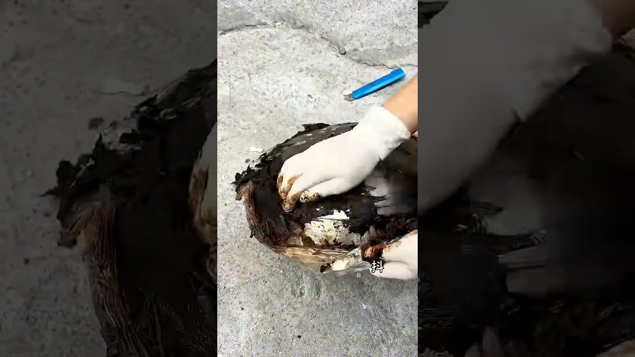 We are the best cleaners _ Best House Cleaning💪