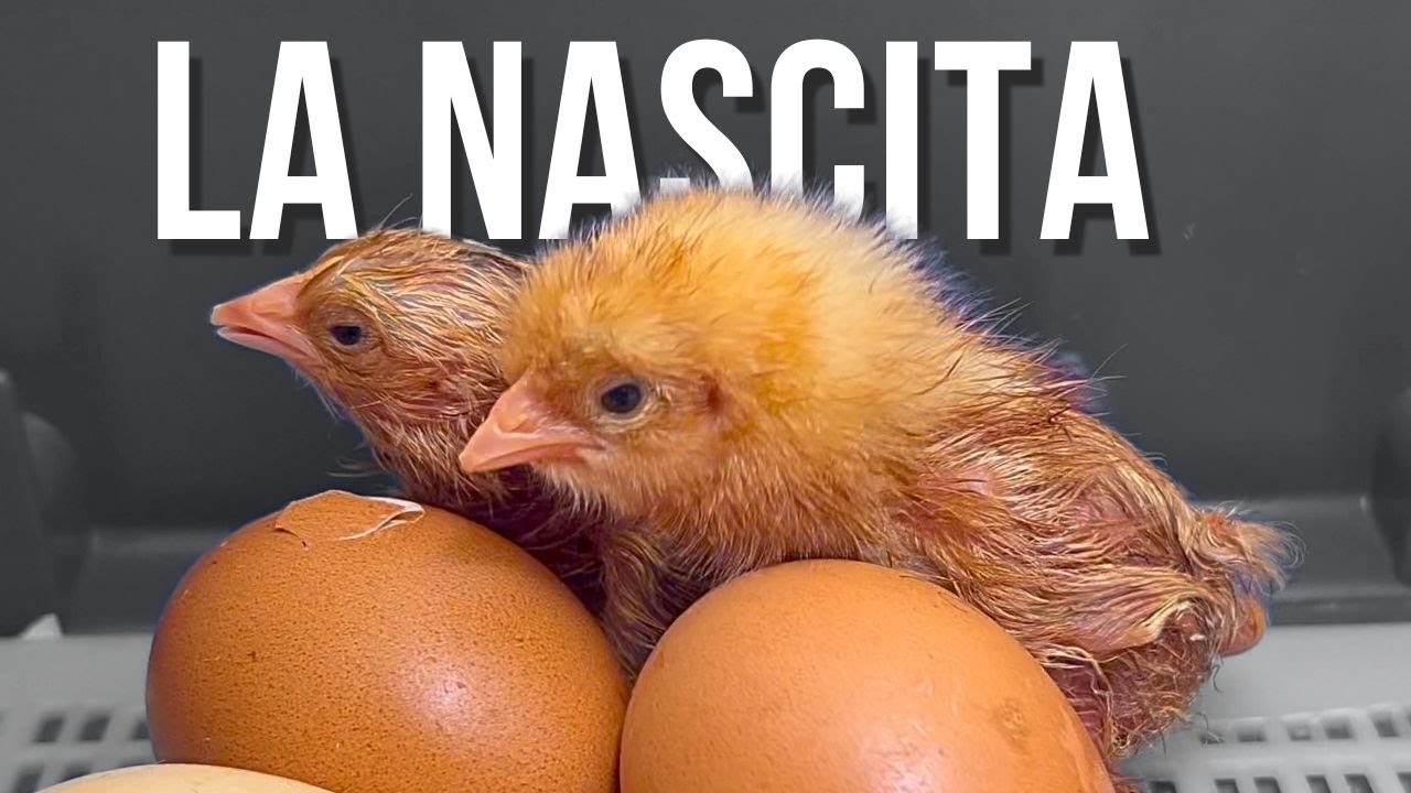 PULCINI pt. 4 - la nascita