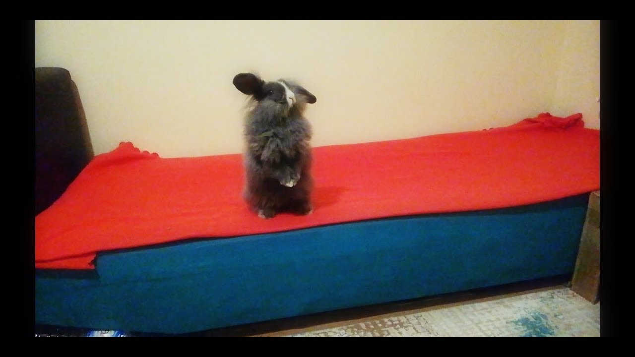 Tavşan Almayı İsteyenler İçin: Tavşan Almanın Artısı Eksisi