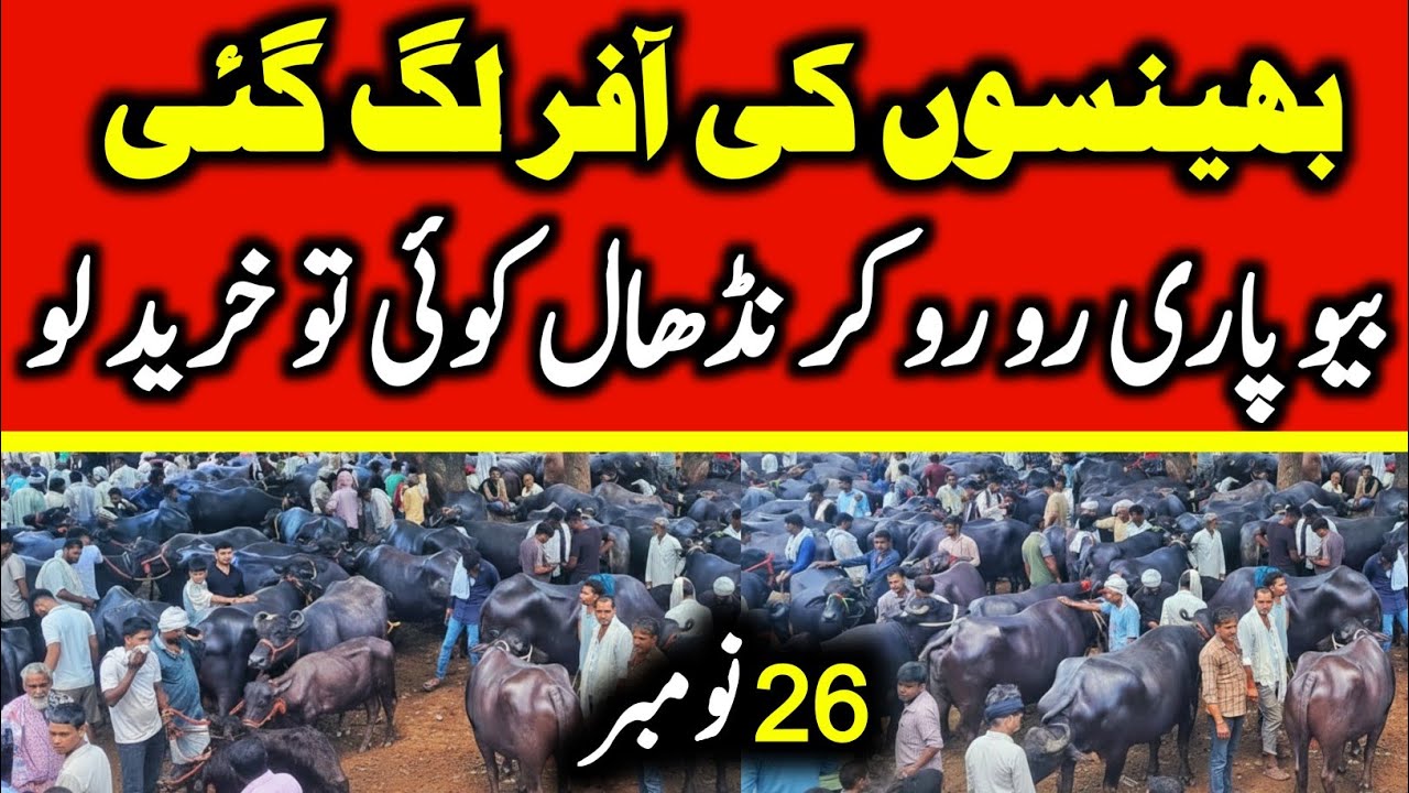 Buffaloes Fresh Rates Update 2025 | Buffalo Mandi Pakistan | Buffalo For Sale In Punjab  