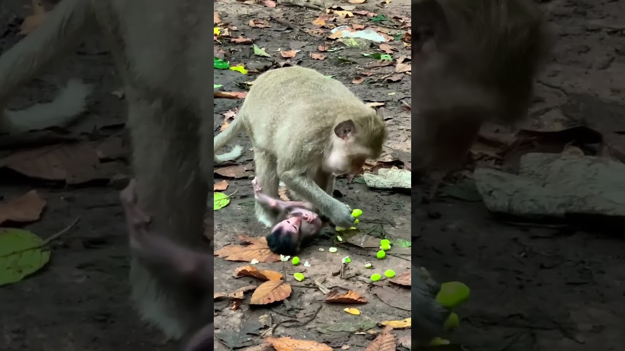Mommy monkey eating lotus fruit while baby lay down the ground