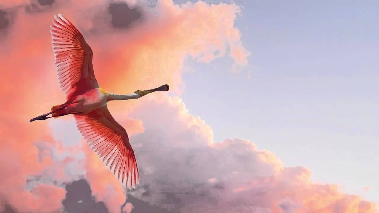 nExow - Natural Sensation