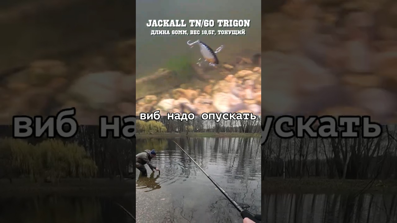 Jackall TN 60 TRIGON  #jackall #fishing  #рыбалка