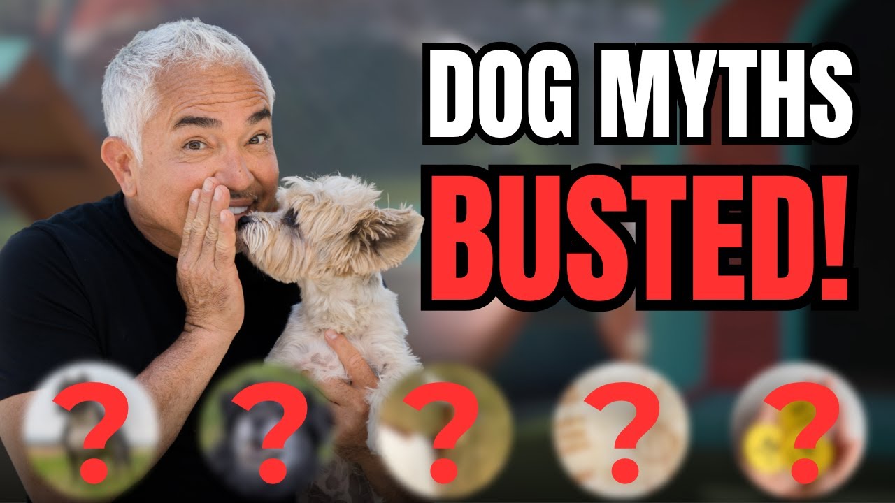5 Dog Myths You Probably Still Believe (But Shouldn’t)
