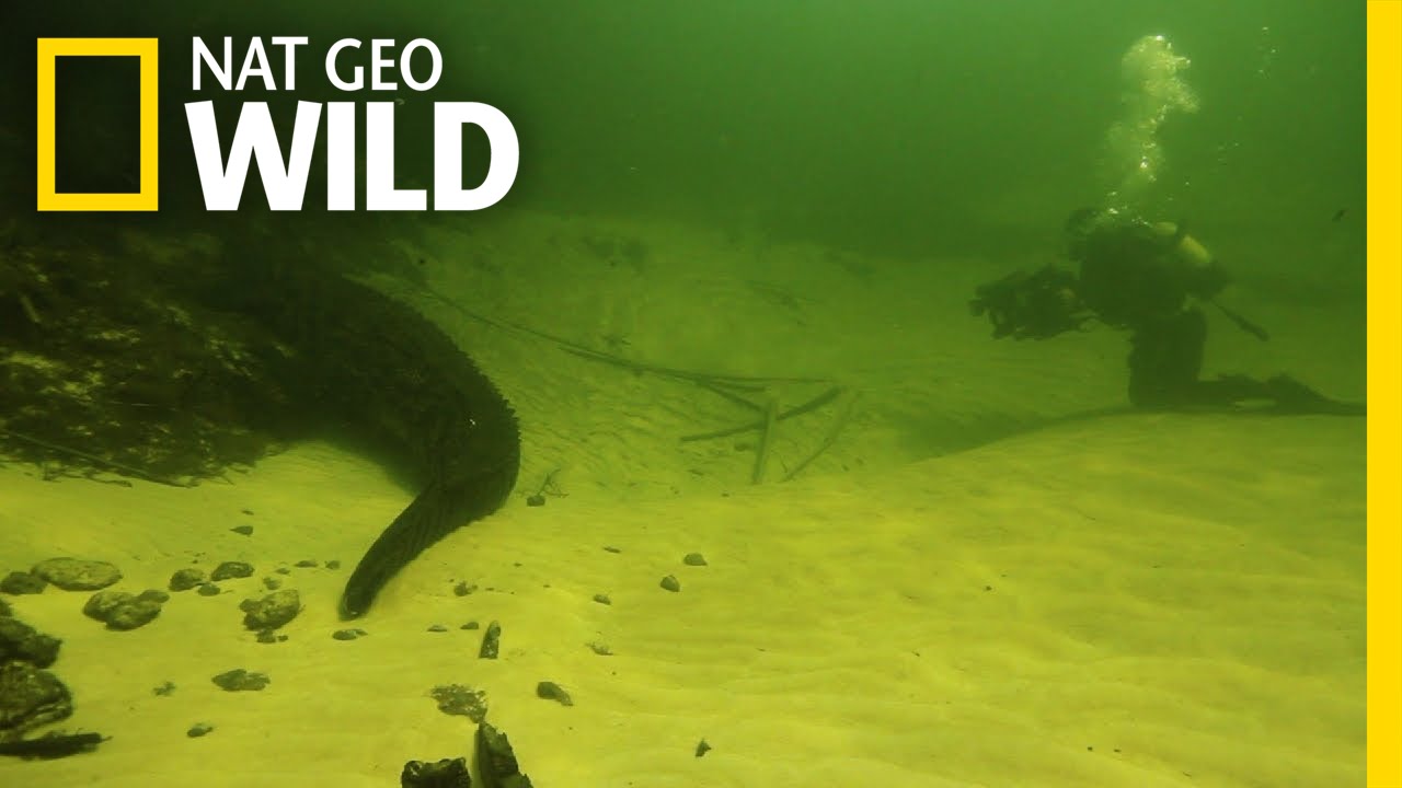 Underwater Croc Cams | Croc Labyrinth