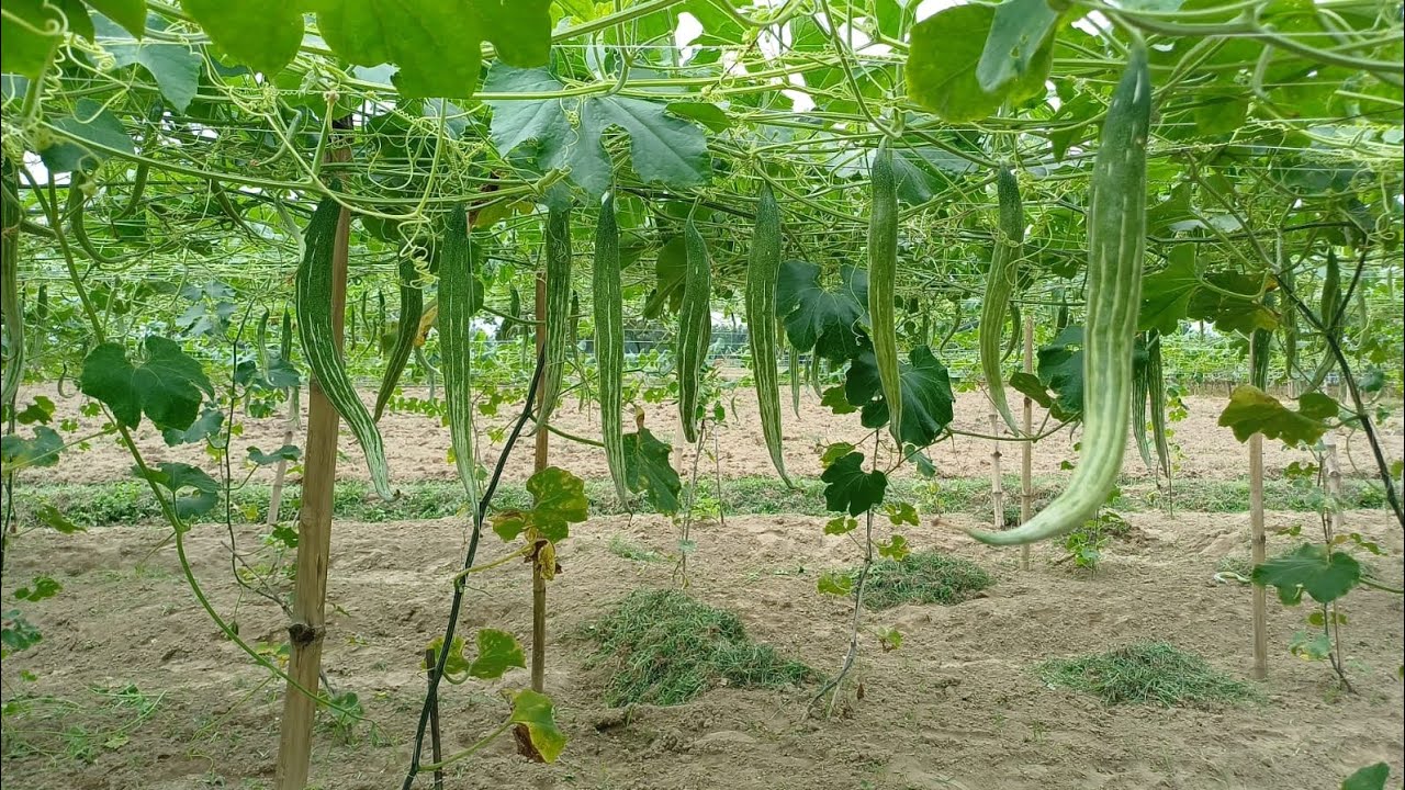 নাসাফি সীডের হাইব্রিড চিচিঙ্গা #থাই_চয়েস বাজারের সেরা চিচিঙ্গা। #top #Thai_choice #snakegourd
