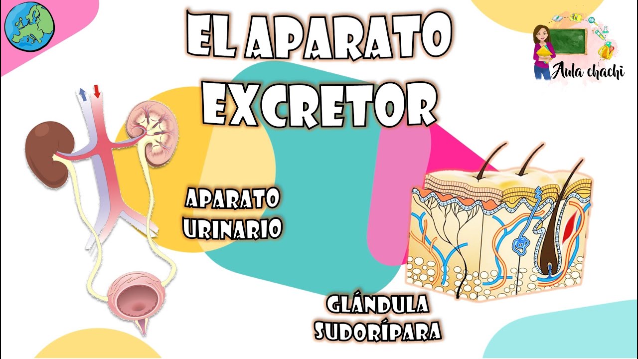 El aparato Excretor | Aula chachi - Vídeos educativos para niños