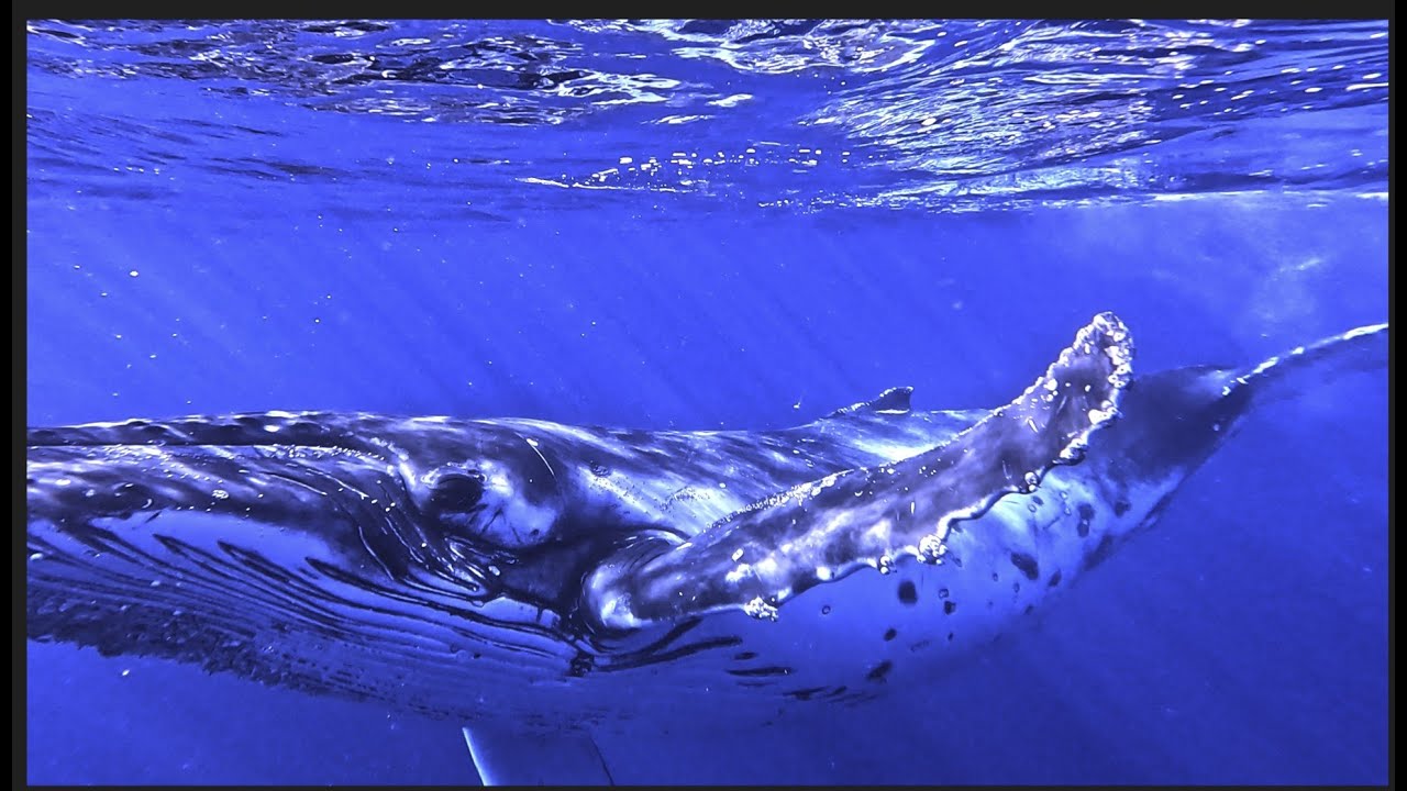 My First Swim With a Curious Juvenile Humpback Whale | Up-Close Eye Contact + Loud Whale Song