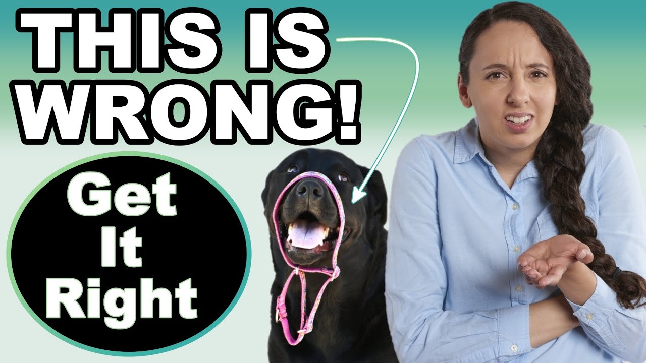 How To Use A Martingale Dog Collar