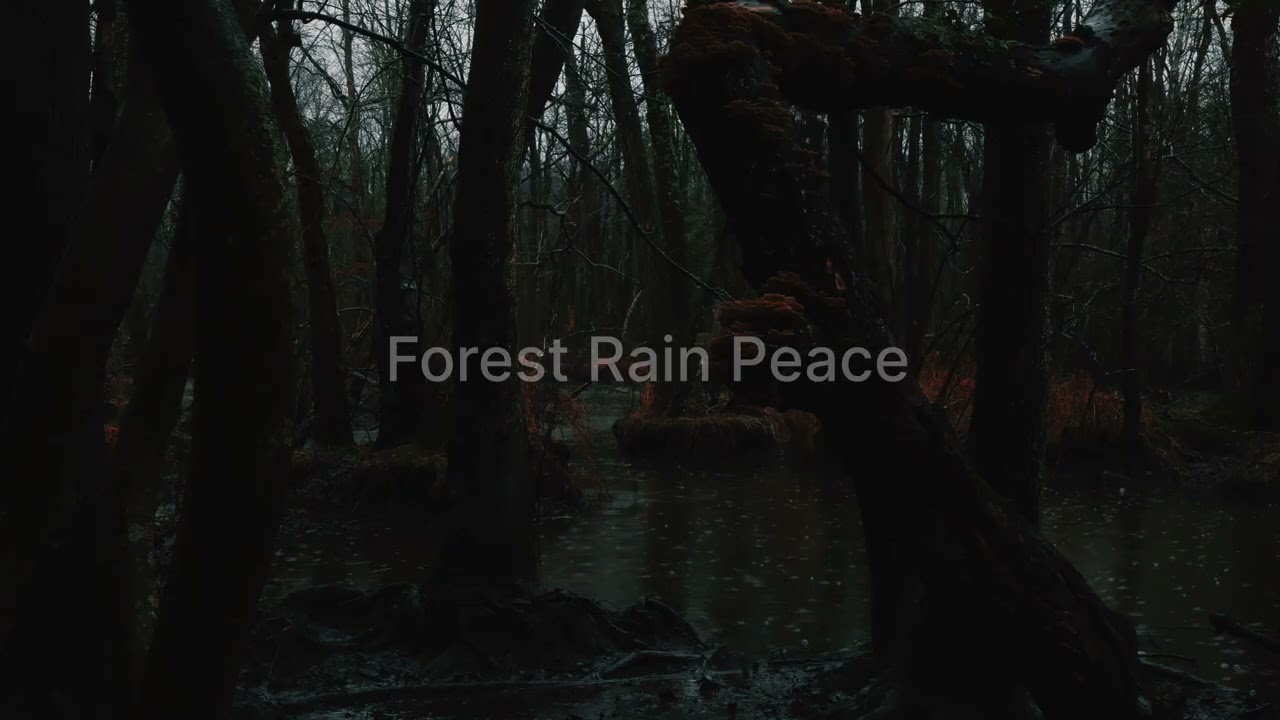 1.5  hour of Deep Forest Rain for Instant Sleep (Dark Screen) | Stop Anxiety |Stress Relief|